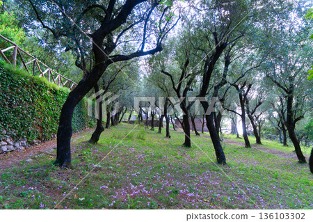 Serene natural scene, Tranquil countryside with blooming flowers and sunlight, Stillness of early dawn over lush greenery and blooming plants creates calming atmosphere 136103302