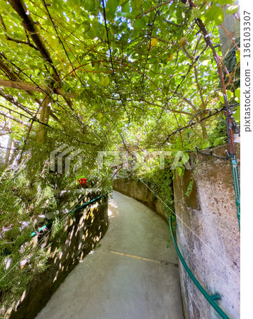 Lemon garden of Sorrento 136103307