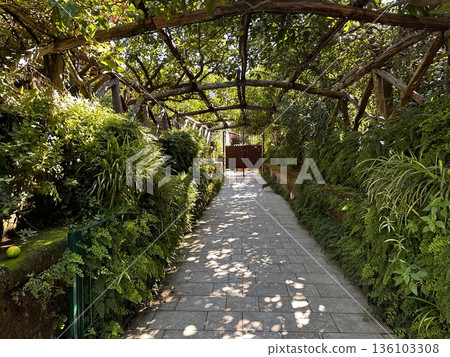Lemon garden of Sorrento Lemon garden of Sorrento 136103308