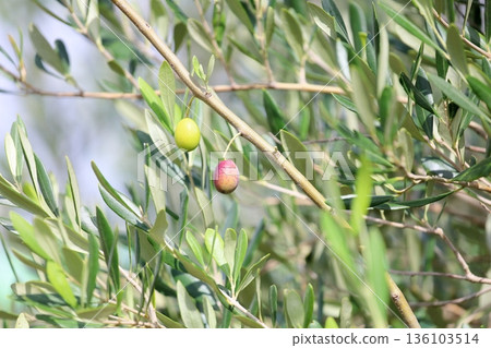 Olives turning color Olives turning color 136103514