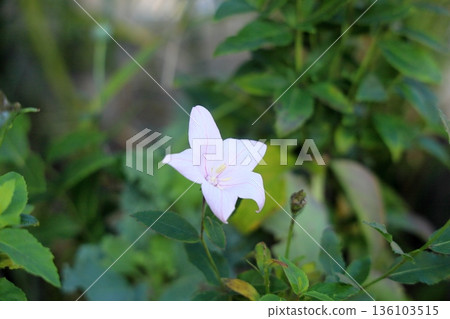 清爽的白色風鈴草花，秋季七草之一 136103515
