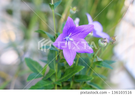 清爽的桔梗花,秋季七草之一 清爽的桔梗花,秋季七草之一 136103516