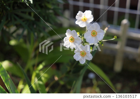 令人神清氣爽的日本銀蓮花 136103517