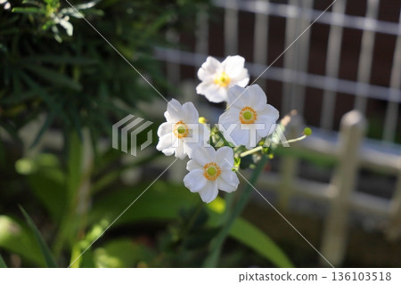 令人神清氣爽的日本銀蓮花 136103518