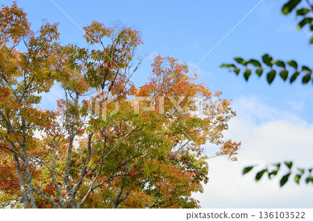 櫸樹葉會劇烈變色 136103522