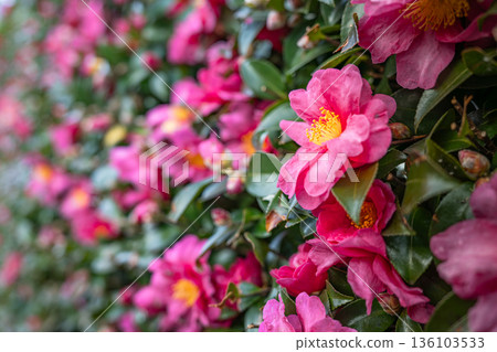 一朵艷麗的冬花－山茶花，在赤城山上的長明寺盛開。 136103533