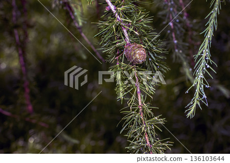 Bright green, fluffy branches of larch, or Larix decidua Pendula, with cones on a spring day. The natural beauty of a graceful larch branch. A close-up of a young larch branch 136103644