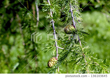 Bright green, fluffy branches of larch, or Larix decidua Pendula, with cones on spring day. The natural beauty of a graceful larch branch. A close-up of a young larch branch 136103645