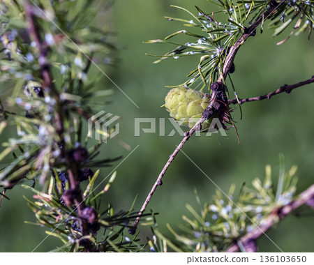 Bright green, fluffy branches of larch, or Larix decidua Pendula, with cones on a spring day. The natural beauty of a graceful larch branch. A close-up of a young larch branch Bright green, fluffy branches of larch, or Larix decidua Pendula, with cones on a spring day. The natural beauty of a graceful larch branch. A close-up of a young larch branch 136103650
