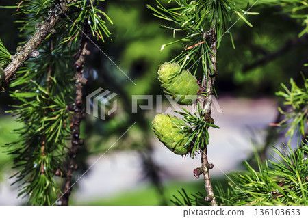 Bright green, fluffy branches of larch, or Larix decidua Pendula, with cones on spring day. The natural beauty of graceful larch branch. A close-up of a young larch branch 136103653