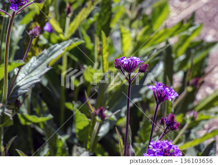 A flowering purple verbena, or Verbena rigida, grows in Botanical Garden in Nitra, Slovakia. 136103656
