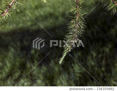 Bright green, fluffy branches of larch, or Larix decidua Pendula on a spring day. The natural beauty of a graceful larch branch. A close-up of a young larch branch against a green spring background. 136103662