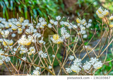 The delicate white flowers of the Mitsumata herald the arrival of spring. A beautiful sight against the backdrop of a forest of fresh greenery. 136103667