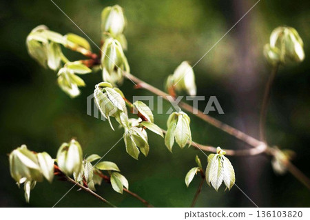 當橡樹長出新葉時 136103820