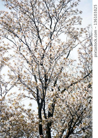 Blooming mountain cherry blossoms Blooming mountain cherry blossoms 136103825