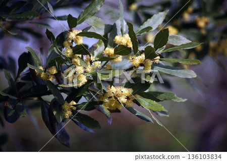 Laurel blooms Laurel blooms 136103834
