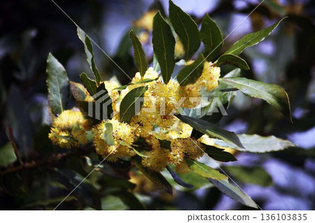 Laurel blooms Laurel blooms 136103835