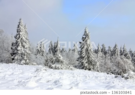 winter landscape with snow-covered evergreen trees under a soft blue and cloudy sky winter landscape with snow-covered evergreen trees under a soft blue and cloudy sky 136103841