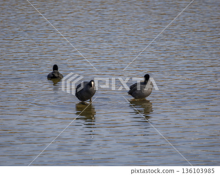 Coot resting in shallow water Coot resting in shallow water 136103985