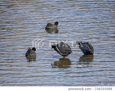 一隻白骨頂雞在淺水中休息 136103986
