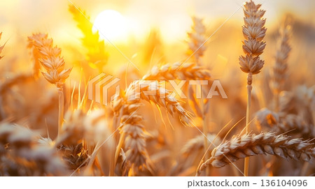 夕陽映照著麥穗 136104096