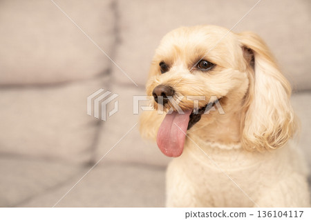 Ku-chan是一隻馬爾濟斯犬,它穿著白色毛衣坐在沙發上。 Ku-chan是一隻馬爾濟斯犬,它穿著白色毛衣坐在沙發上。 136104117