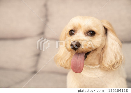 Ku-chan是一隻馬爾濟斯犬,它穿著白色毛衣坐在沙發上。 Ku-chan是一隻馬爾濟斯犬,它穿著白色毛衣坐在沙發上。 136104118