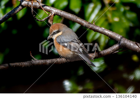 A shrike or bush warbler perched on a branch A shrike or bush warbler perched on a branch 136104140