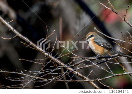 A shrike or bush warbler perched on a branch A shrike or bush warbler perched on a branch 136104141