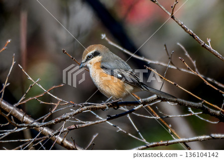 A shrike or bush warbler perched on a branch A shrike or bush warbler perched on a branch 136104142