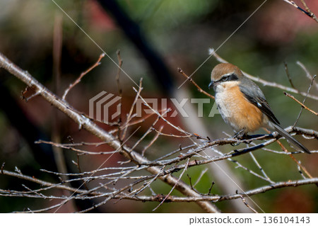 A shrike or bush warbler perched on a branch A shrike or bush warbler perched on a branch 136104143