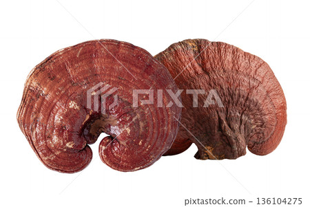 Dried lingzhi mushroom isolated on white background. Dried lingzhi mushroom isolated on white background. 136104275