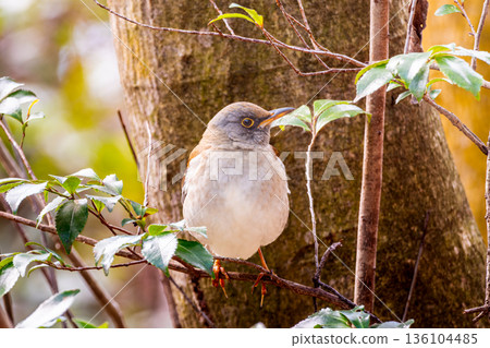 Shirohara perching on a branch 136104485