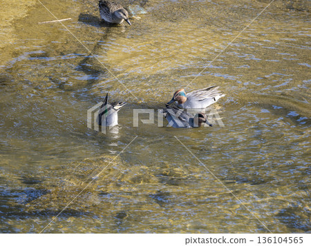 A flock of ducks diving into the river to get food 136104565