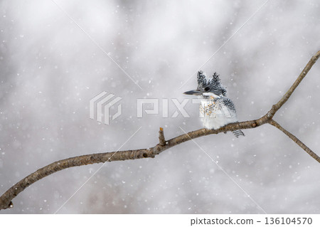 鳳頭翠鳥依偎在樹枝上 136104570