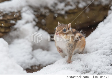蝦夷花栗鼠從冬眠中醒來 136104572