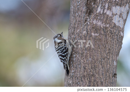 Japanese pygmy woodpecker foraging Japanese pygmy woodpecker foraging 136104575