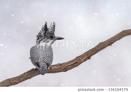 Crested kingfisher nestled on a tree branch 136104579