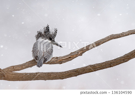 Crested kingfisher nestled on a tree branch 136104590