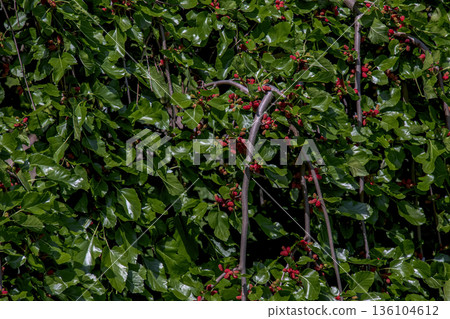 Morus alba Pendula Weeping Mulberry Tree a beautiful small tree with long pendulous branches which sweep towards the ground and produce small, sweet red black edible fruit in the spring. Morus alba Pendula Weeping Mulberry Tree a beautiful small tree with long pendulous branches which sweep towards the ground and produce small, sweet red black edible fruit in the spring. 136104612
