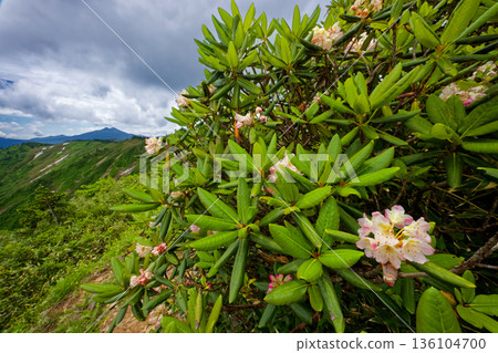 在會津駒岳和大津峠之間的健行路線上，可以欣賞杜鵑花和日向岳的景色。 136104700