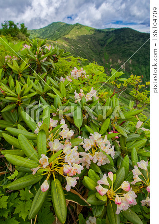 會津駒岳的大津山口和駒野小屋的登山步道上的杜鵑花 會津駒岳的大津山口和駒野小屋的登山步道上的杜鵑花 136104709
