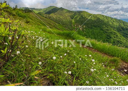 Komanoya hut and Mount Aizu-Koma seen from the hiking trail to Otsugi Pass where cotton grass blooms Komanoya hut and Mount Aizu-Koma seen from the hiking trail to Otsugi Pass where cotton grass blooms 136104711