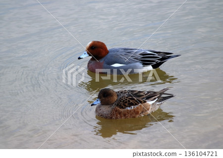 Birds huddled together on the calm surface of a lake 136104721