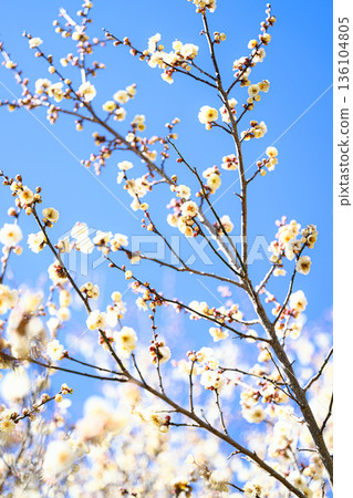 White plum blossoms spring scenery White plum blossoms spring scenery 136104805
