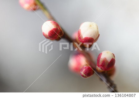 White plum buds spring scenery White plum buds spring scenery 136104807