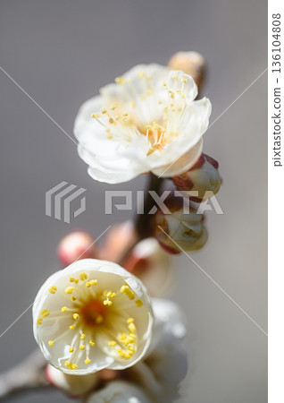 White plum blossoms spring scenery White plum blossoms spring scenery 136104808
