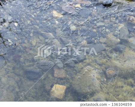結冰的河床水坑 結冰的河床水坑 136104859