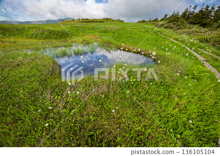會津駒嶽山脊上的棉草盛開 136105104