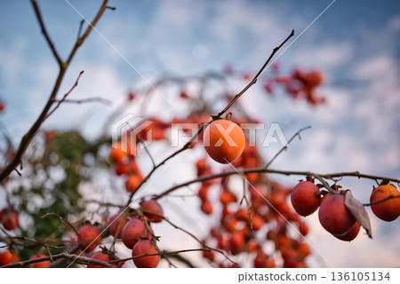 A large number of persimmons A large number of persimmons 136105134